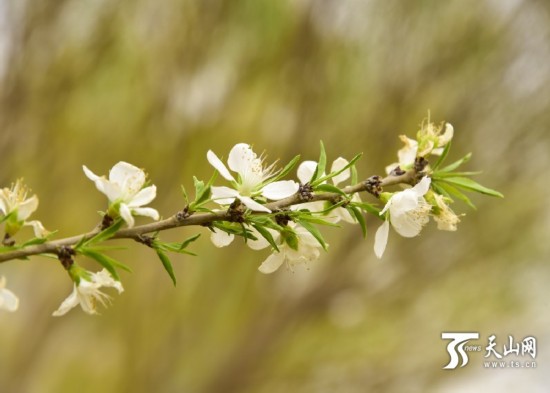 新疆若羌縣：春天來(lái)了 杏花開(kāi)了（組圖）