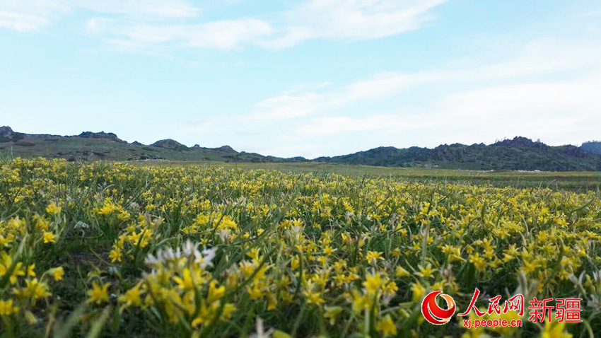 新疆沖乎爾：繽紛美景惹人醉