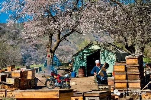 伊犁零距離：伊犁：藍(lán)與綠，你不曾遇到的純粹