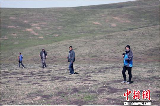 新疆伊犁州多地出現鼠害 發生面積500多萬畝(圖)