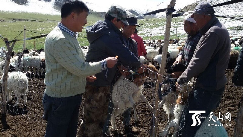新疆和碩縣：住村工作組雨雪天驅車130公里山路為山羊打耳標