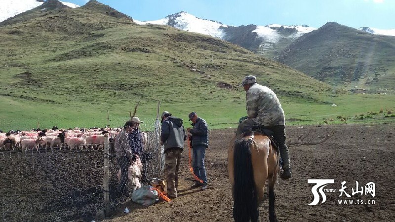 新疆和碩縣：住村工作組雨雪天驅(qū)車(chē)130公里山路為山羊打耳標(biāo)