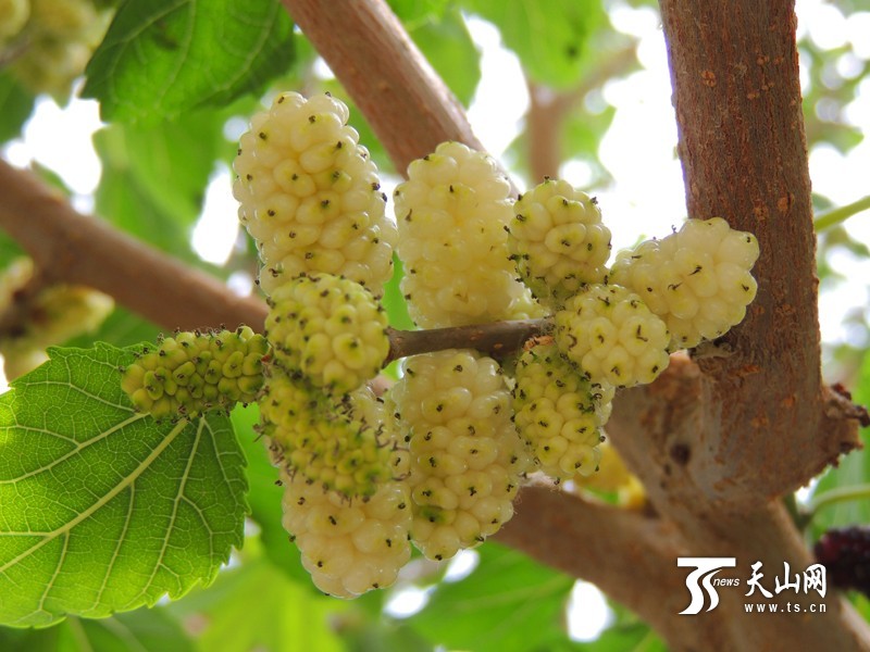 新疆博湖縣：酸甜桑葚成夏季舌尖開胃美食