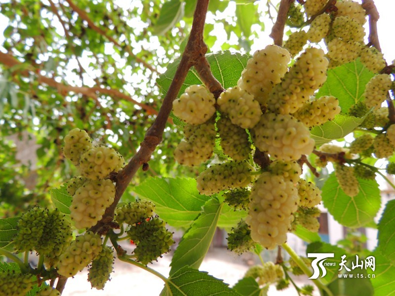 新疆博湖縣：酸甜桑葚成夏季舌尖開胃美食