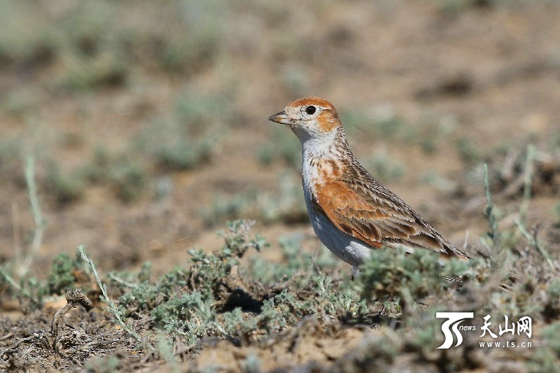 新疆阿勒泰地區發現罕見鳥類“白翅百靈”