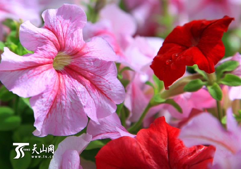 一八三團設(shè)施育苗基地百花爭艷