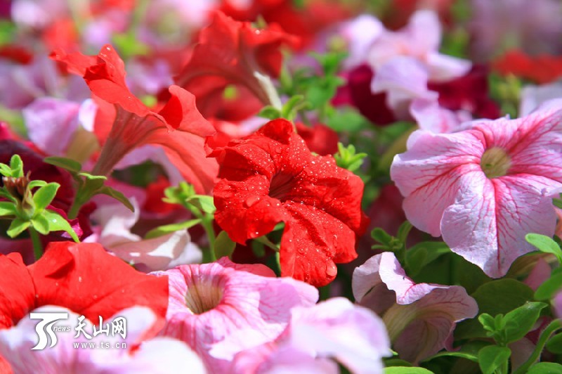 一八三團設施育苗基地百花爭艷