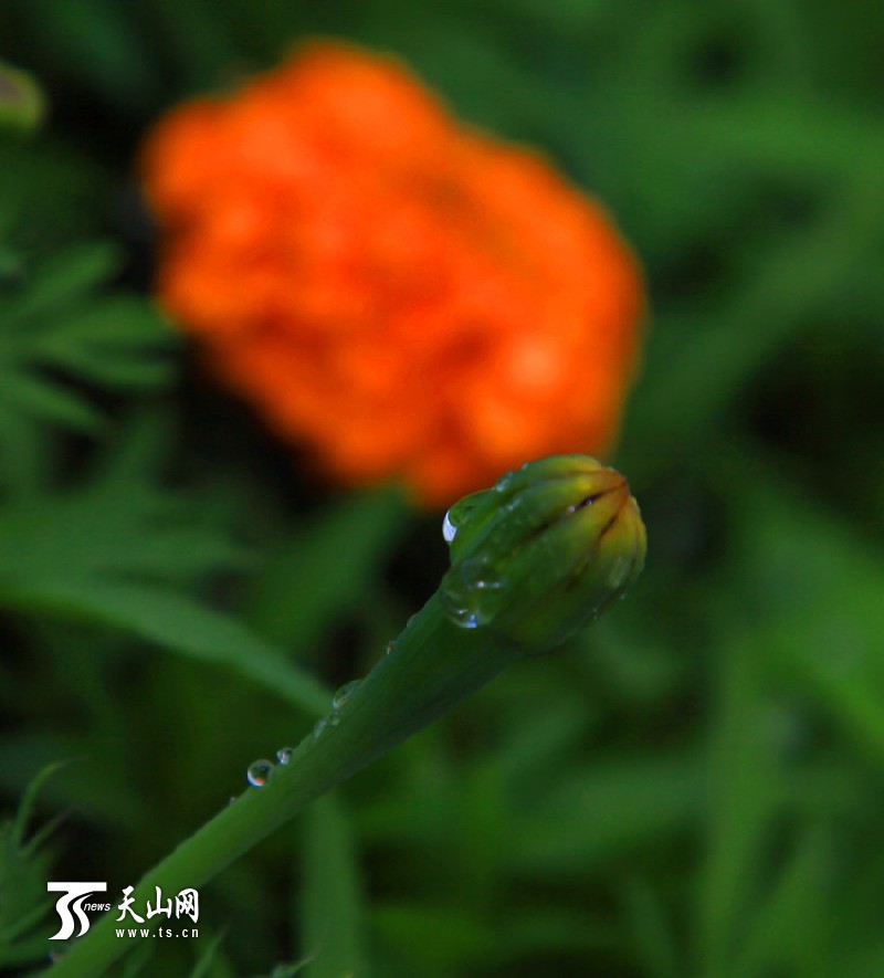 一八三團設施育苗基地百花爭艷