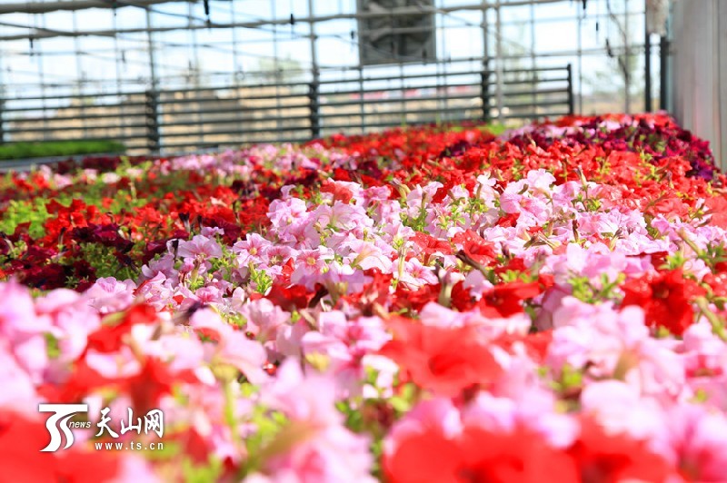 一八三團(tuán)設(shè)施育苗基地百花爭(zhēng)艷