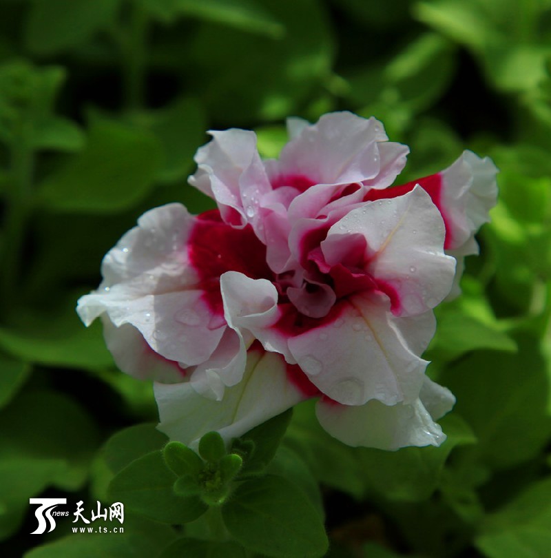 一八三團(tuán)設(shè)施育苗基地百花爭(zhēng)艷