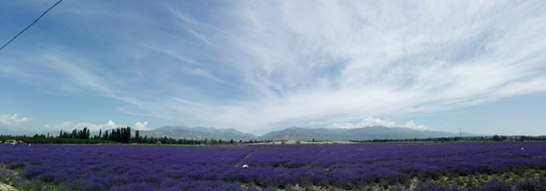 中國·霍城第六屆薰衣草國際旅游節(jié)隆重起航
