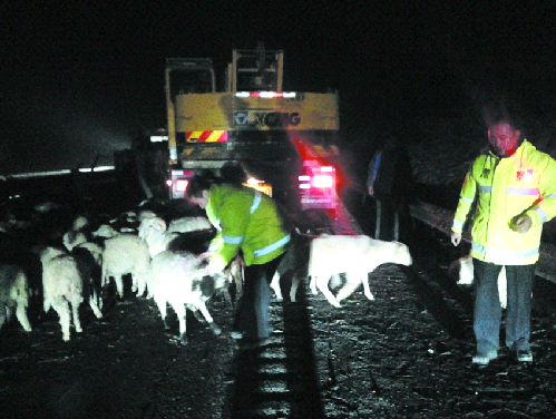 連霍高速路上演“抓羊”大戰