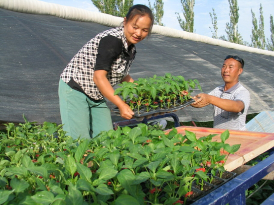 “三化”建設(shè)見證跨越發(fā)展體驗兵團(tuán)農(nóng)二師魅力