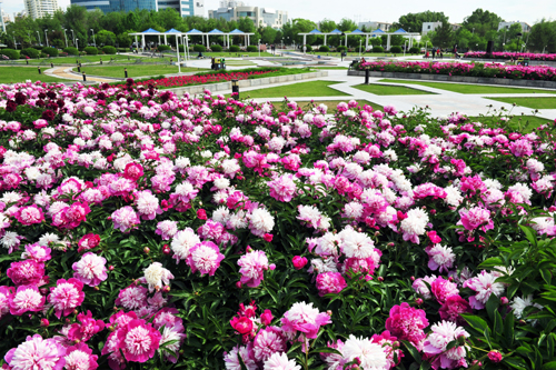 芍藥花開油城美