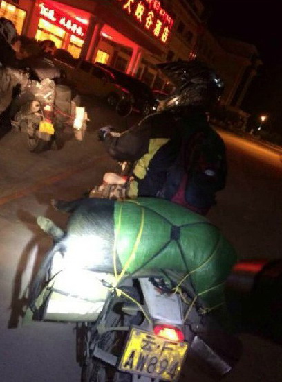 藏香豬一斤近百元受追捧