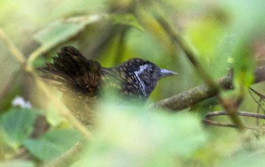 西藏生物影像調(diào)查機構(gòu)在墨脫發(fā)現(xiàn)一中國鳥類新紀錄