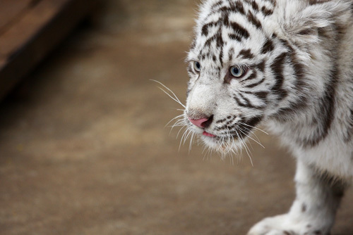 白虎認養儀式　虎寶寶很享福（圖）