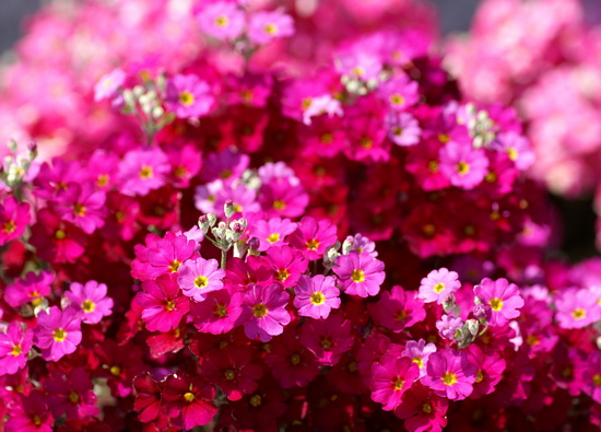 “云花”5個月出口量達3595噸創匯1376萬美元