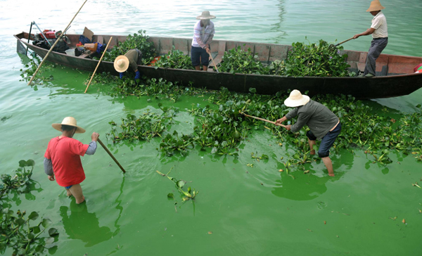 保衛高原明珠之戰：云南加快滇池治理