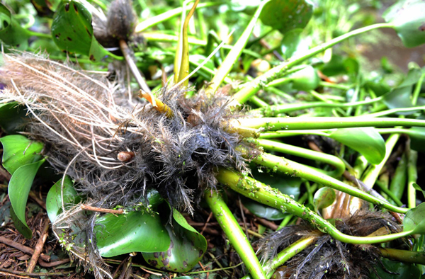 昆明陸續打撈滇池圈養水葫蘆