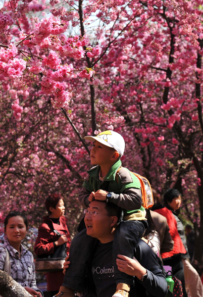 昆明：櫻花爛漫 春意盎然