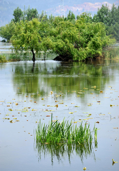 云南滇池水生植被及生物多樣性逐步恢復