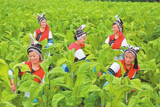 云南省委組織部真情幫扶劍川脫貧致富