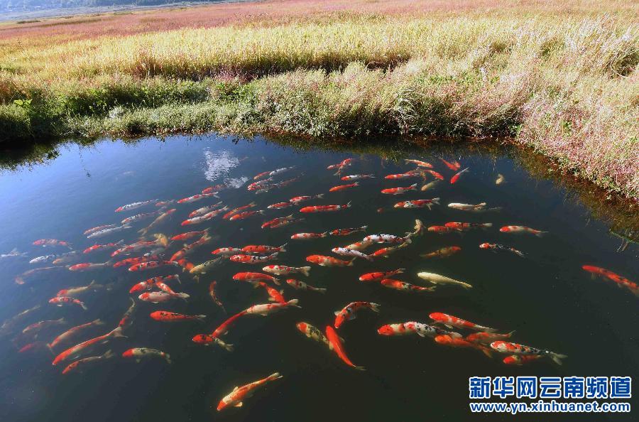 草豐水美的云南北海濕地