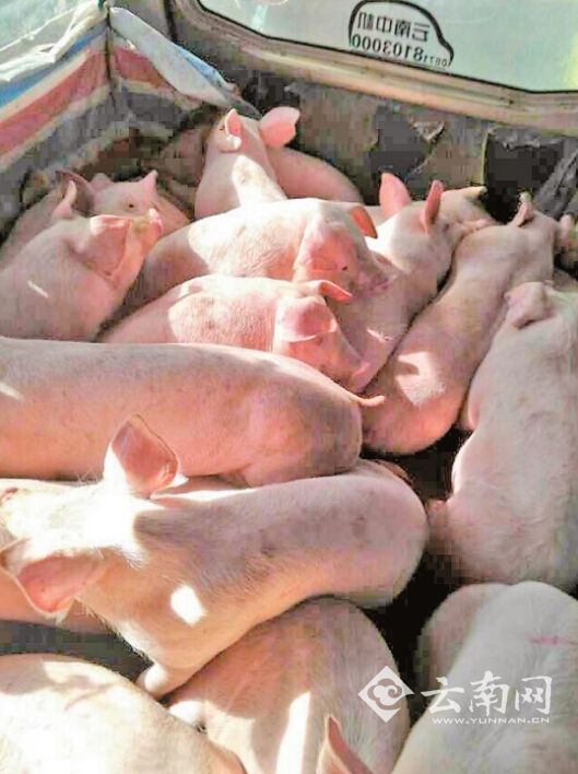 云南開展交通違法行為集中整治 首日查獲多起嚴(yán)重違法行為