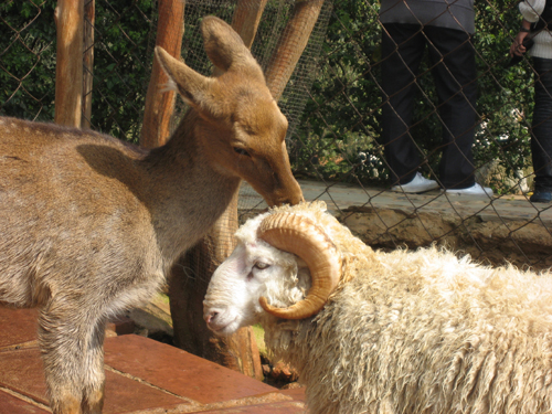 記住情詩對暗號 免費圍觀“羊鹿戀”婚禮