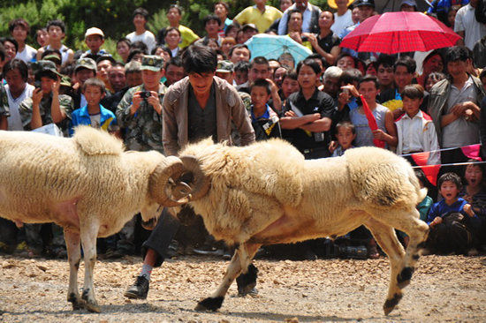 云南彝良火把節：綿羊也瘋狂