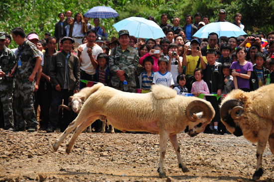 云南彝良火把節：綿羊也瘋狂