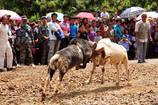 云南彝良舉行奎香后山彝族火把節
