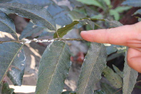 蟲糞如雨大樹枯枝 昆明東川綠化管理站及時噴藥修枝
