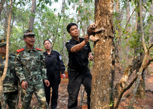 感受傣歷新年的野生動物