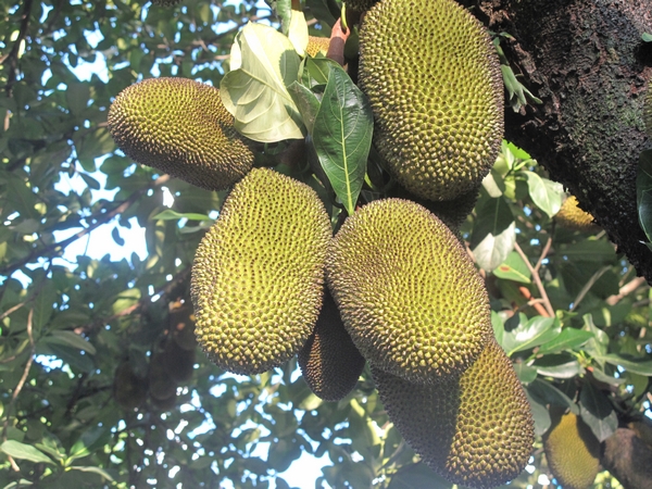 走進中國離印度洋最近的城市——芒市