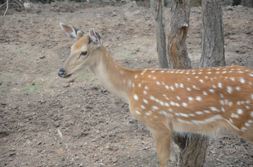 專家解釋：雌鹿長角屬正常現象