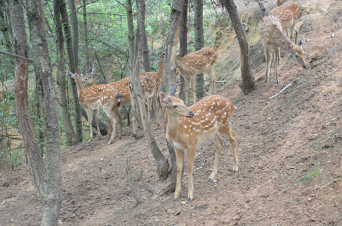 專家解釋：雌鹿長角屬正常現象
