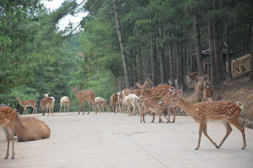 專家解釋：雌鹿長角屬正常現象