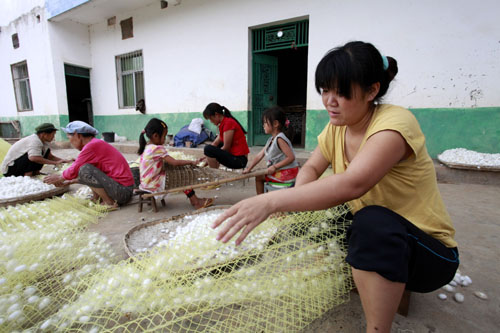 云南巧家夏蠶豐收
