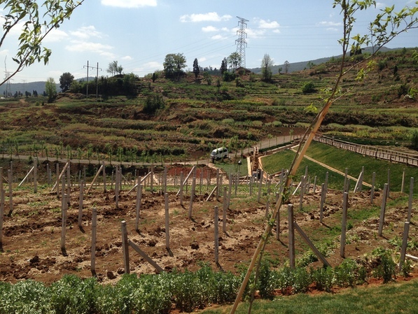 云南力推莊園經濟 振峰農莊“種出健康”