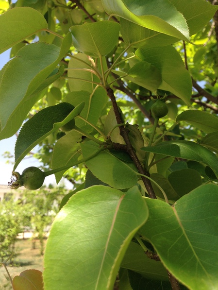云南力推莊園經濟 振峰農莊“種出健康”
