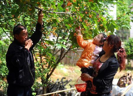 鄉(xiāng)村旅游富農(nóng)家 櫻桃變身“致富果”