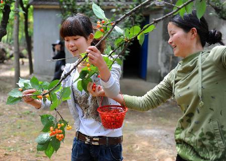 鄉村旅游富農家 櫻桃變身“致富果”