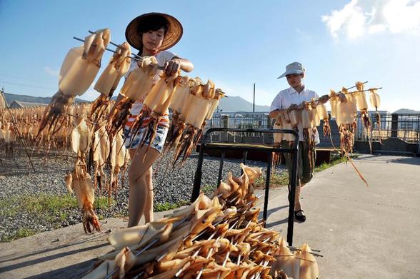 臺風“打盹” 魷魚加工戶晾曬忙