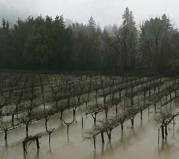 A vineyard is flooded in Guerneville, California, January 3, 2006. Two powerful storms over the weekend swelled rivers and caused flooding, mudslides and evacuations across Northern California resulting in an estimated tens of millions of dollars in damage.