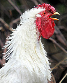 China is using playing cards to teach people how to protect themselves from the deadly H5N1 bird flu virus, as the world's biggest poultry producer finds novel ways to spread awareness.