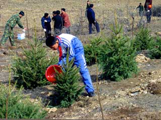Tree-planting campaign in Benxi