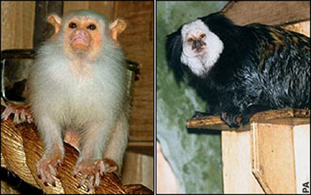 英動物園5只珍稀猴子深夜被偷 每只價值3000英鎊