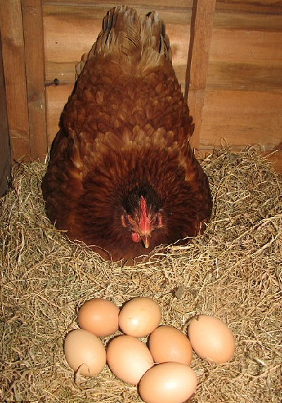組圖：全球最雷人雞蛋、英雄母雞和泡泡海豚